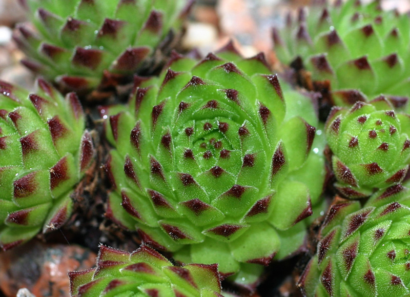 montanum ssp. stiriacum from Hörndlinger Graben
