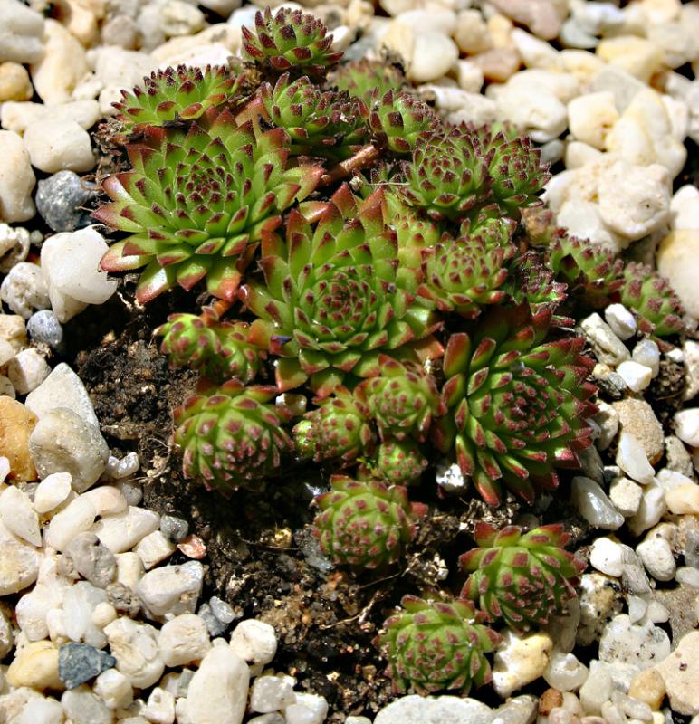 montanum ssp. stiriacum from Hörndlinger Graben