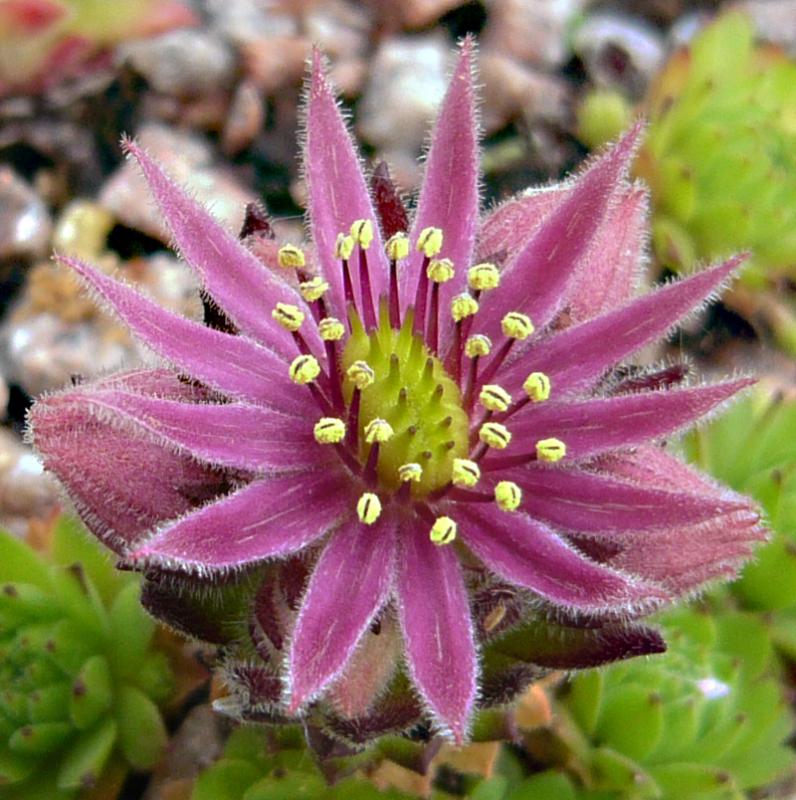 montanum ssp. stiriacum from Hörndlinger Graben