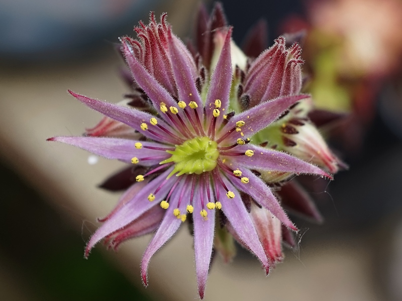 montanum ssp. stiriacum from Katschberg