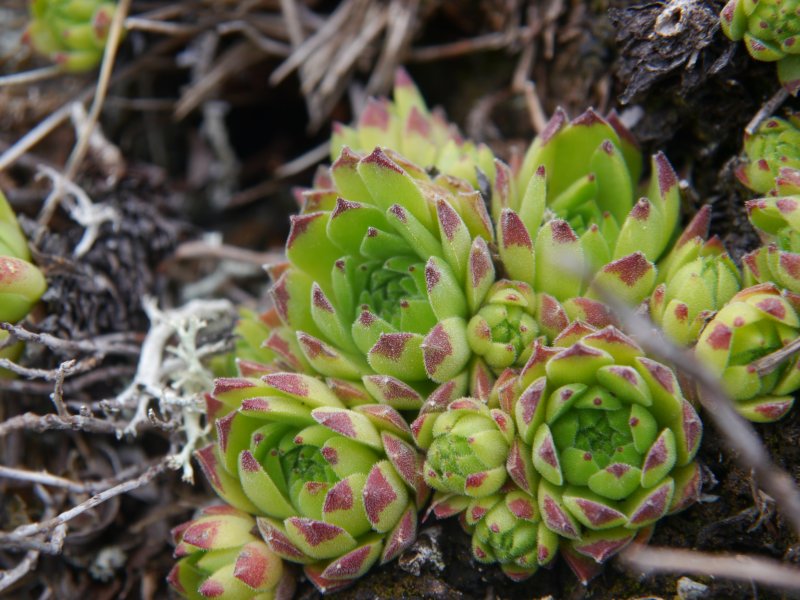 montanum ssp. stiriacum from Klomnock
