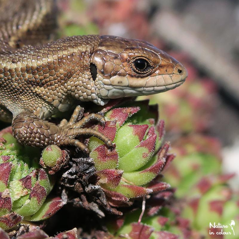 montanum ssp. stiriacum from Klomnock