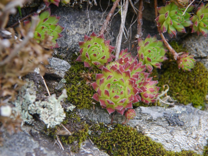 montanum ssp. stiriacum from Klomnock