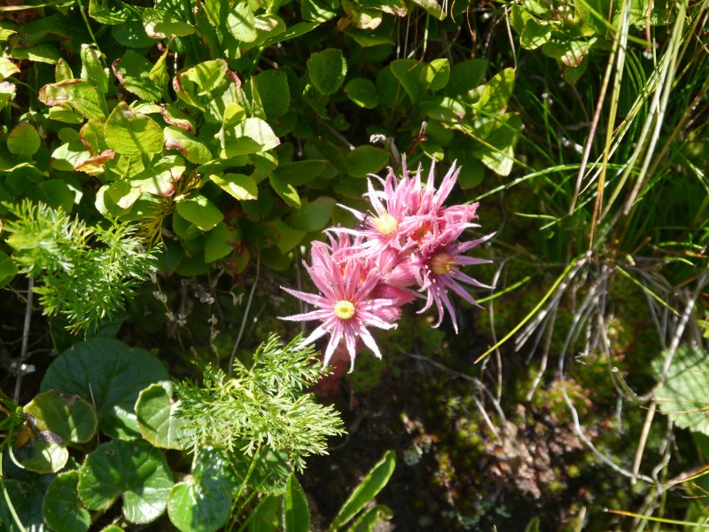 montanum ssp. stiriacum from Klomnock