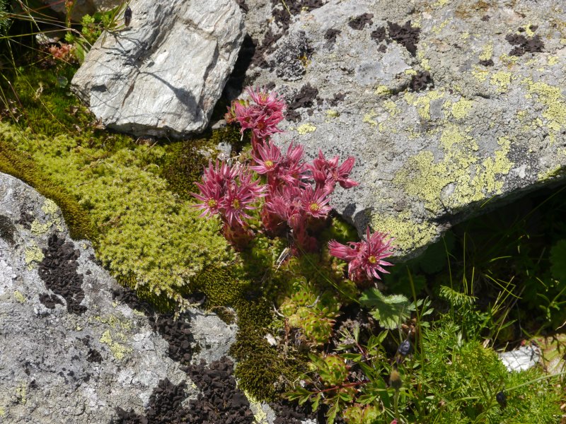 montanum ssp. stiriacum from Klomnock