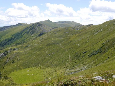 montanum ssp. stiriacum from Klomnock