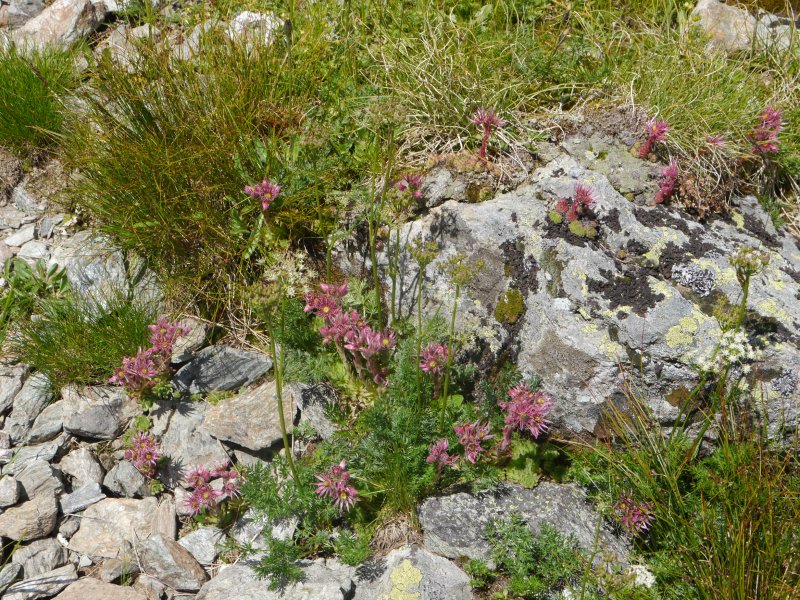 montanum ssp. stiriacum from Klomnock