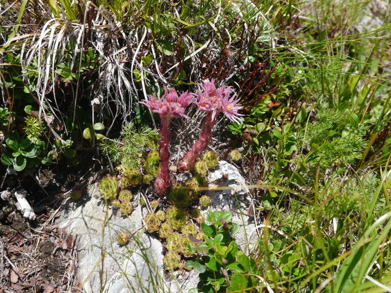 montanum ssp. stiriacum from Klomnock