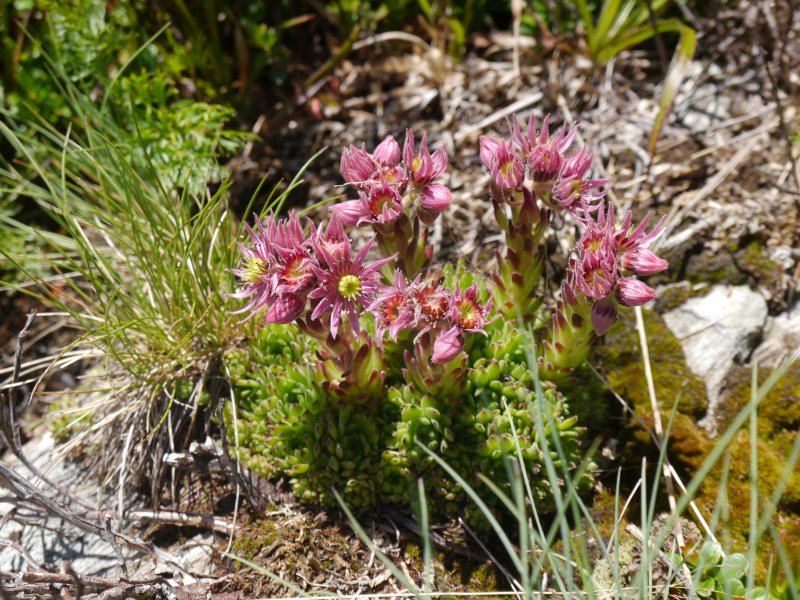 montanum ssp. stiriacum from Klomnock