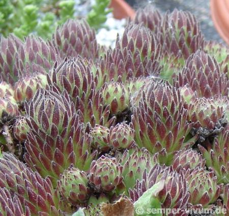 montanum ssp. stiriacum from Mauterndorf