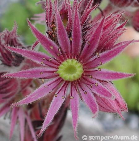 montanum ssp. stiriacum from Mauterndorf