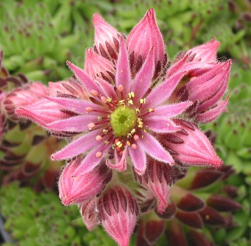 montanum ssp. stiriacum from Mauterndorf