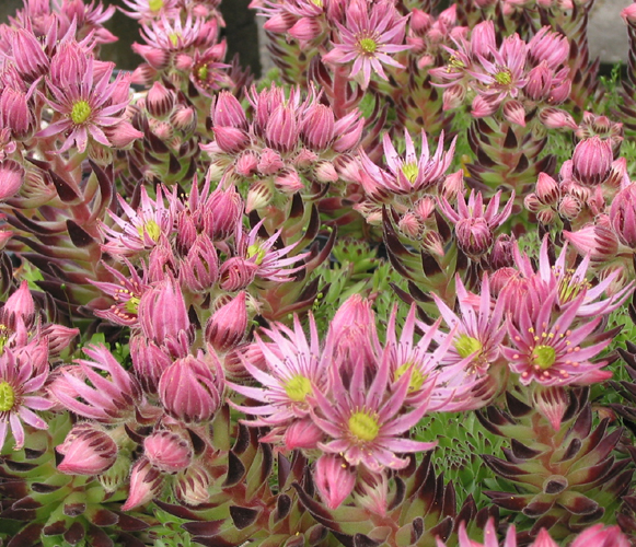 montanum ssp. stiriacum from Mauterndorf