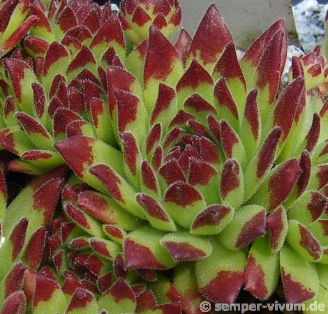 montanum ssp. stiriacum from Tschanek