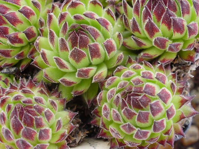 montanum ssp. stiriacum