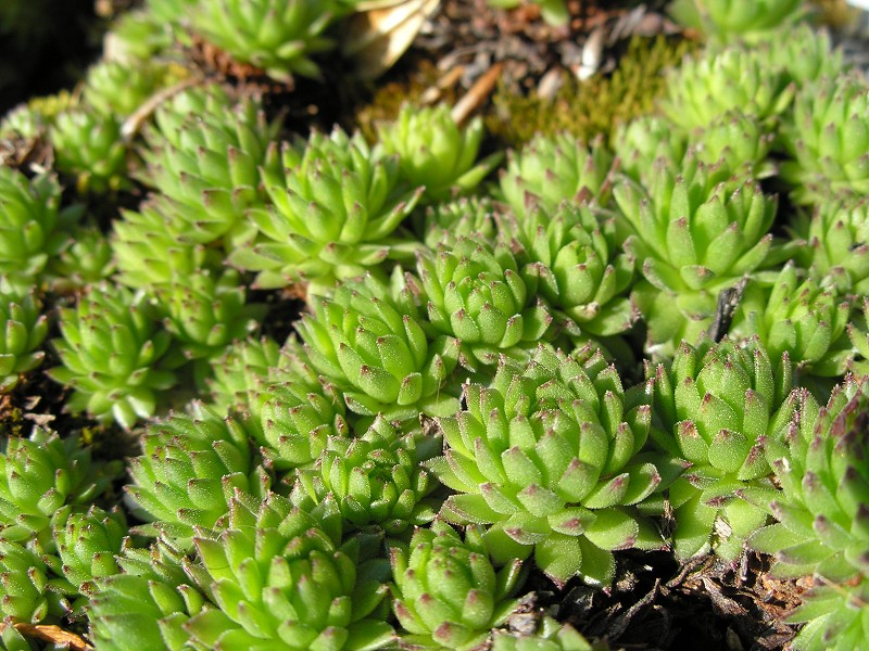montanum ssp. stiriacum