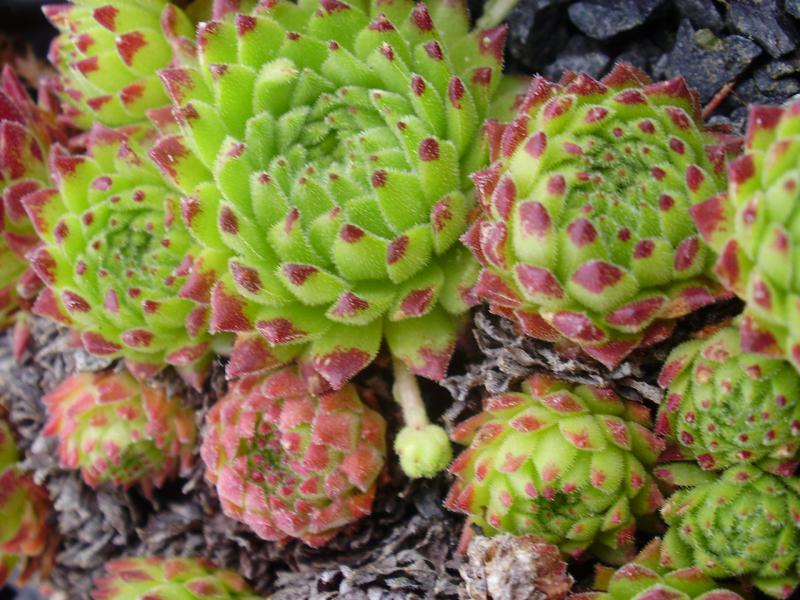 montanum ssp. stiriacum