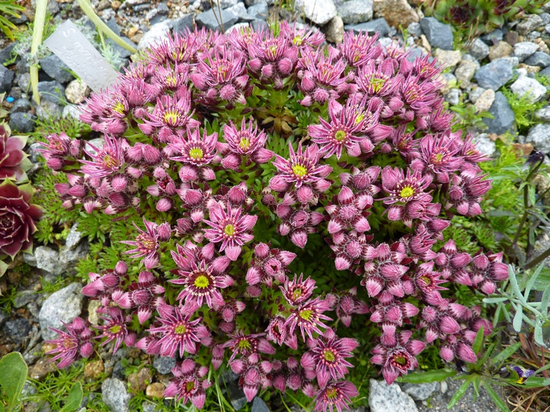 montanum ssp. stiriacum