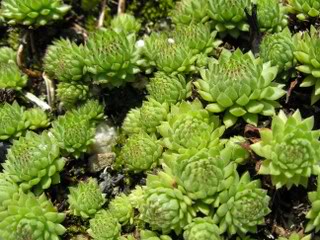 montanum ssp. stiriacum