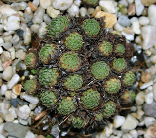 montanum ssp. stiriacum