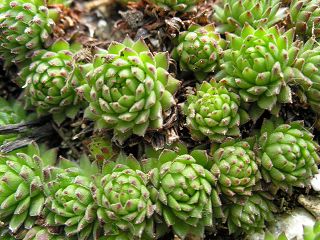 montanum ssp. stiriacum