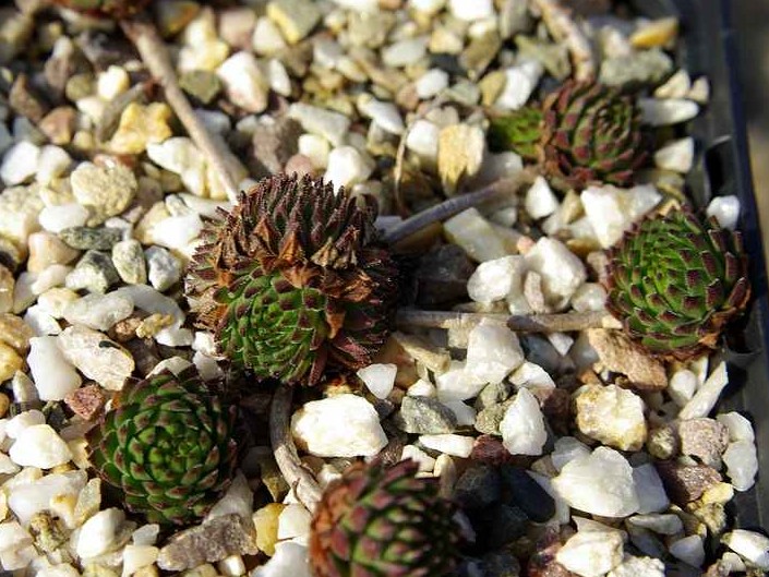 montanum ssp. stiriacum