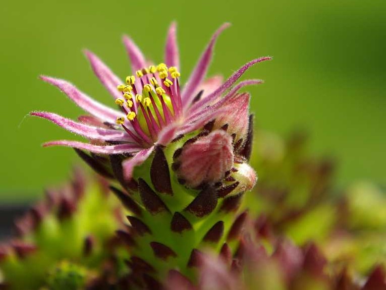 montanum ssp. stiriacum