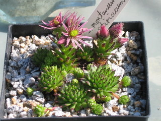 montanum ssp. stiriacum