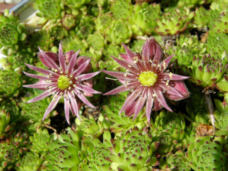 montanum ssp. stiriacum