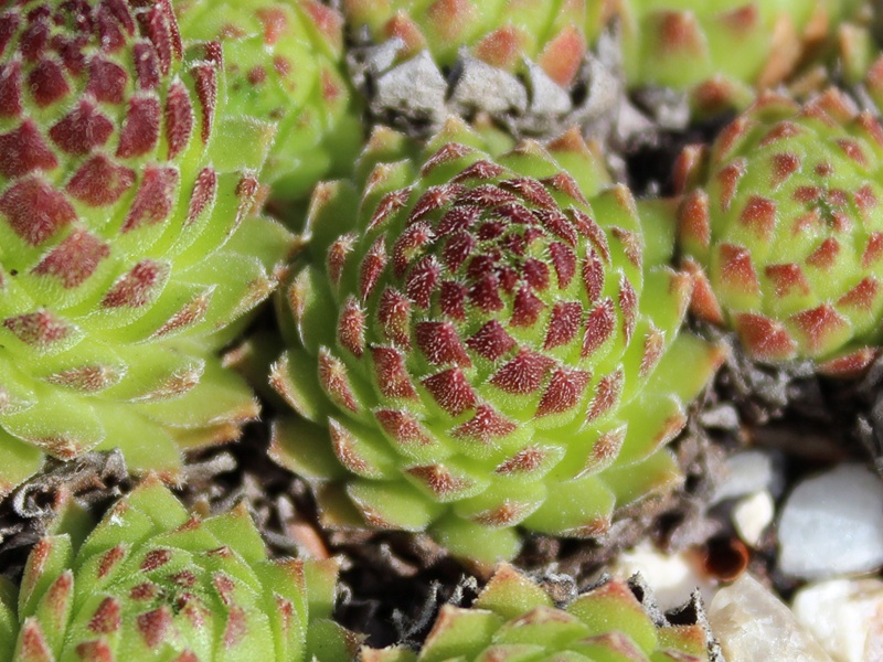 montanum x S. ossetiense