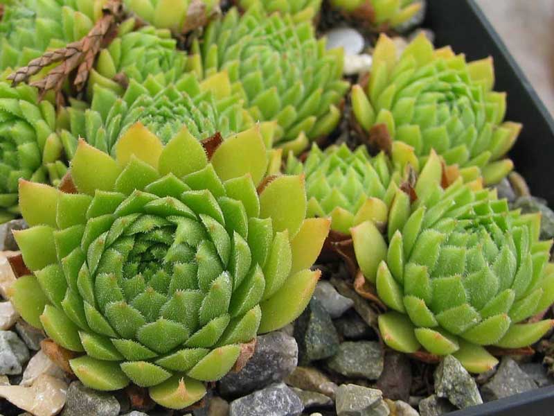 montanum x S. ossetiense