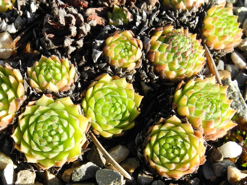 montanum x S. ossetiense