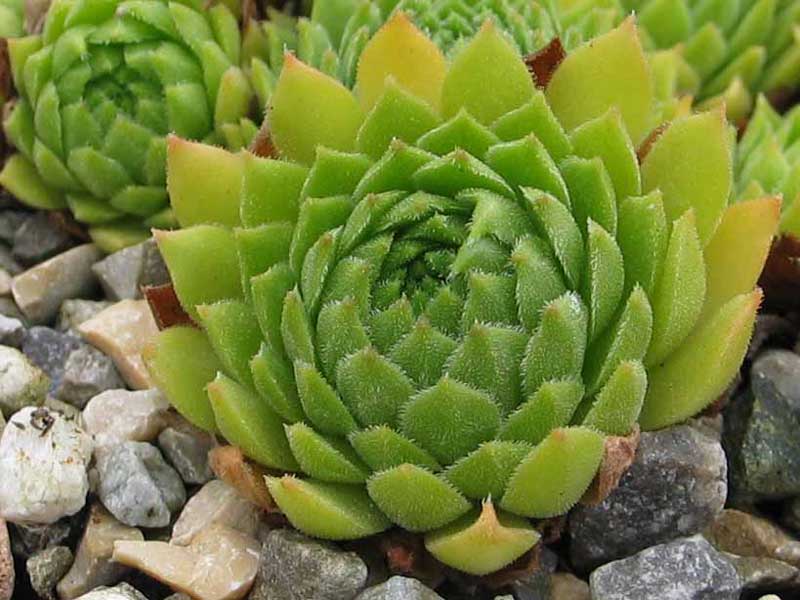 montanum x S. ossetiense