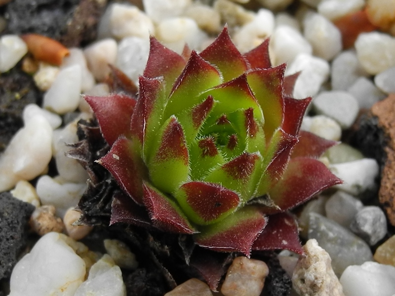 montanum x S. tectorum from Col du Tourmalet (unterhalb)
