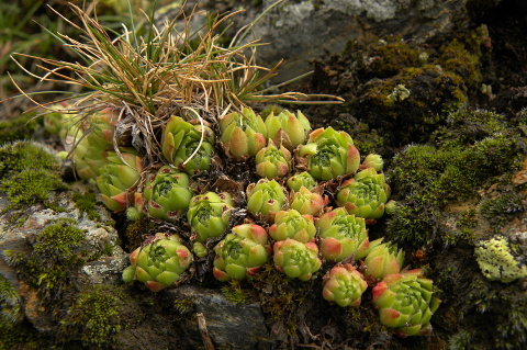 montanum x S. tectorum from Col du Tourmalet (unterhalb)