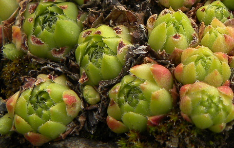 montanum x S. tectorum from Col du Tourmalet (unterhalb)