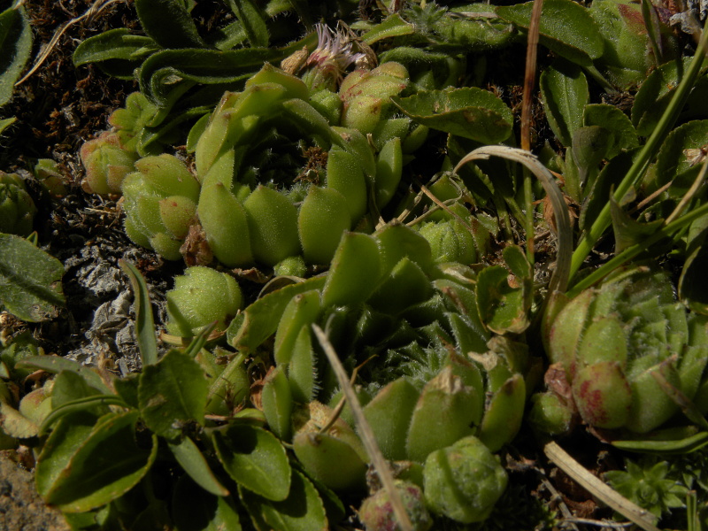 montanum x S. tectorum from Punta Acuta Ost