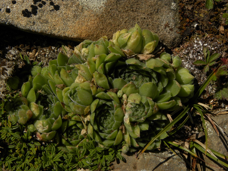 montanum x S. tectorum from Punta Acuta Ost