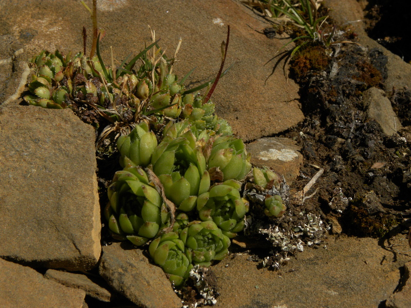 montanum x S. tectorum from Punta Acuta Ost