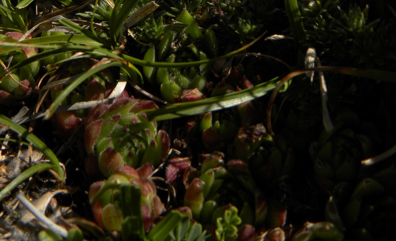 montanum x S. tectorum from Punta Acuta West