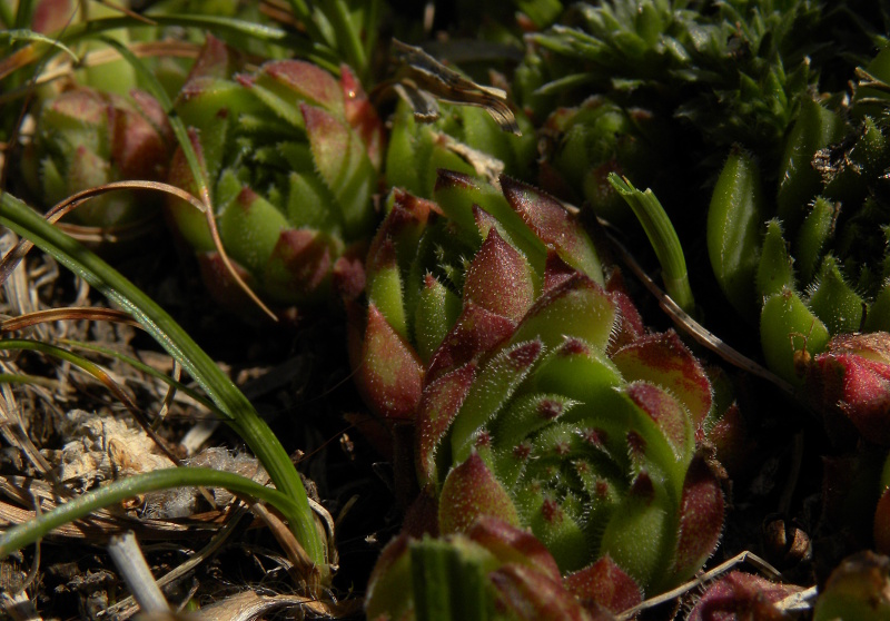 montanum x S. tectorum from Punta Acuta West