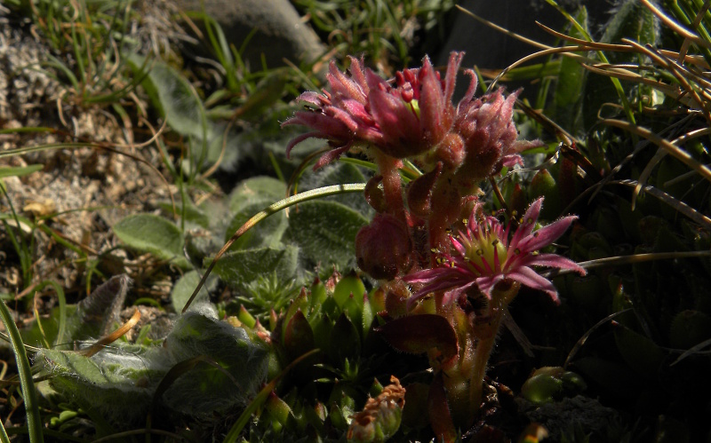 montanum x S. tectorum from Punta Acuta West