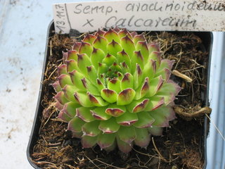 morellianum