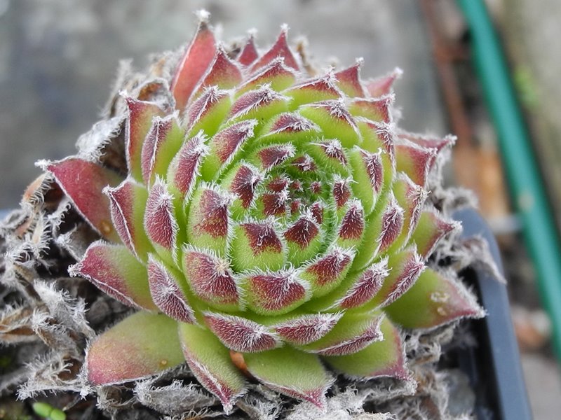 morellianum