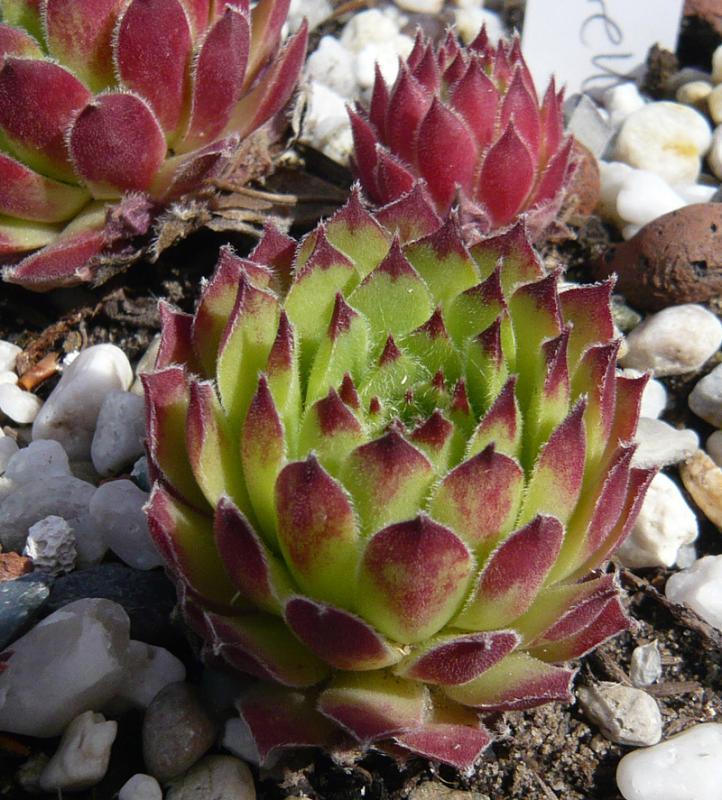 morellianum