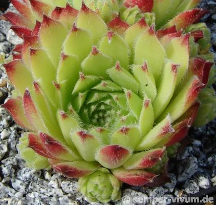 morellianum
