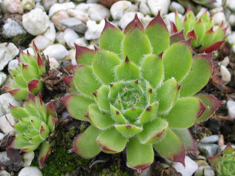 morellianum