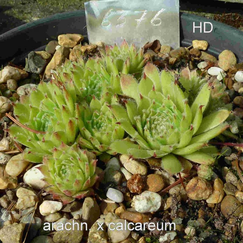 morellianum