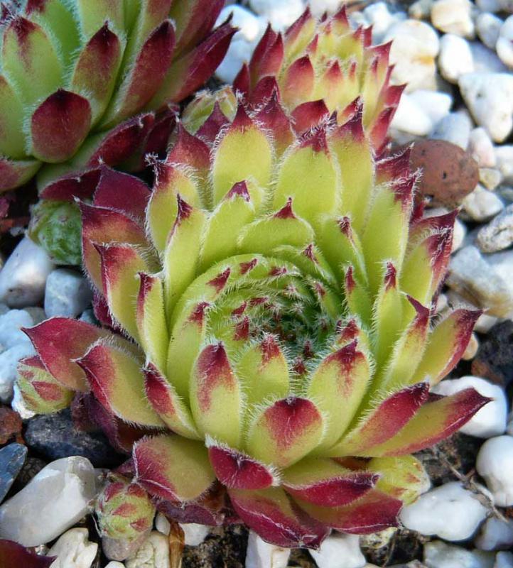 morellianum