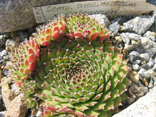 morellianum